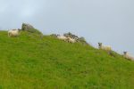 Quelle belle rencontre des moutons Thônes-Marthod