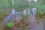 Dernier coup d'oeil sur le Bas Marais de Paudex.