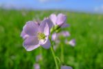 Cardamine des prés