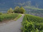 Au niveau de ces arbres, on bascule dans les vignes, à droite