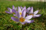 Crocus. Pourtant le printemps est dans 1.5 mois