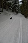 Des traces de skis de fond