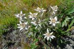 La famille s'agrandit. Les edelweiss sont nombreux dans cette pente