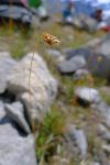 Seslérie en fin de vie. Synonyme d'edelweiss dans le coin