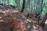 C'est parti pour la longue descente en forêt