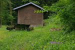 Le cabanon de cette clairière