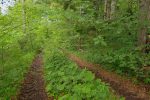 J'ai emprunté le chemin pédèstre, peu après la clairière, vers le bas.