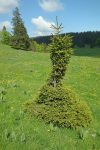 Surprenant cet arbre