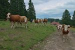 Puis on arrive devant la ferme Le Vermeilley 1320m avec des vaches toujours autant curieuses !