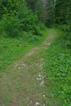 Le chemin s'enfonce dans la forêt