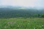 Pour la vue, c'est raté ! La buvette des Pralets est dans la clairière vers le centre haut de la photo.