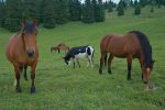 Les chevaux (qui connait la race ?) et son âne fort curieux