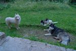 Les croisés Samoyedes, sympa et joueurs.