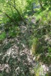 Les arbres sont appréciés car on peut s'y agripper !