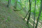 A flanc de coteau en forêt.