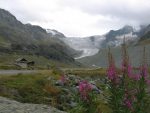 Barrage de Moiry, départ de la balade. Epilobes à feuilles étroites au premier plan et glacier de Moiry au fond