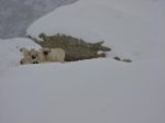 Checkp up au GPS, on fait demi-tour, mais on rencontre ces moutons qui doivent apprécier la neige autant que nous aujourd'hui !
