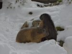 En face de l'hotel (au Griemselpass donc), il y a un parc à marmottes