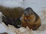 Elle me parait encore engourdie la marmotte !