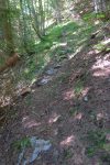 Traversée en forêt