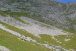 Une colonie de chamois squatte ce pierrier