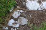 Tiens une vipère, peu contente que je lui dise d'aller ailleurs !