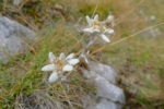 Encore des edelweiss