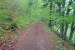 Passage en forêt