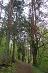 Surprenant ce arbre à droite