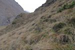 Puis cela se complique, les touffes d'herbes sont-elles en bonne santé, malgré la pluie ?