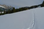 Vieille trace de ski et trace d'animaux