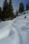 On traverse la forêt