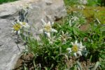 Edelweiss