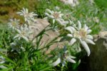 Edelweiss