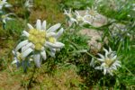 Edelweiss