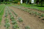 Une plantation d'edelweiss