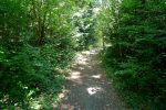 Le chemin passe dans une petite forêt