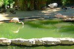 Je rentre en repassant devant les flamands roses