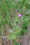 Epilobe à petites fleurs