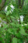 Campanule à larges feuilles (joli en blanc !)