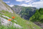 Les mêmes fleurs mais dans leur contexte, avec le mont Gond en arrière plan.