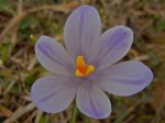 Le long de ce mur, au printemps, il y a des crocus