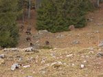 Je croise un troupeau de chamois