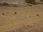 Tiens les chamois sont toujours là !