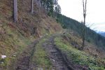 La route forestière vers Joux sèche