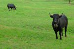 Vaches d'Hérens, toujours aussi impressionnantes