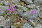 Tiens des fleurs (épilobes) !