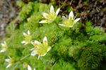 Saxifrage faux bryum