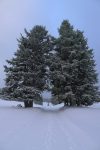 Ces deux arbres m'ont plu, nous passons entre eux