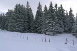 Puis on bifurque à droite pour traverser brièvement une forêt